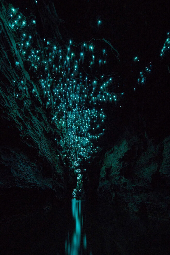 glowworms illuminate new zealand"s caves