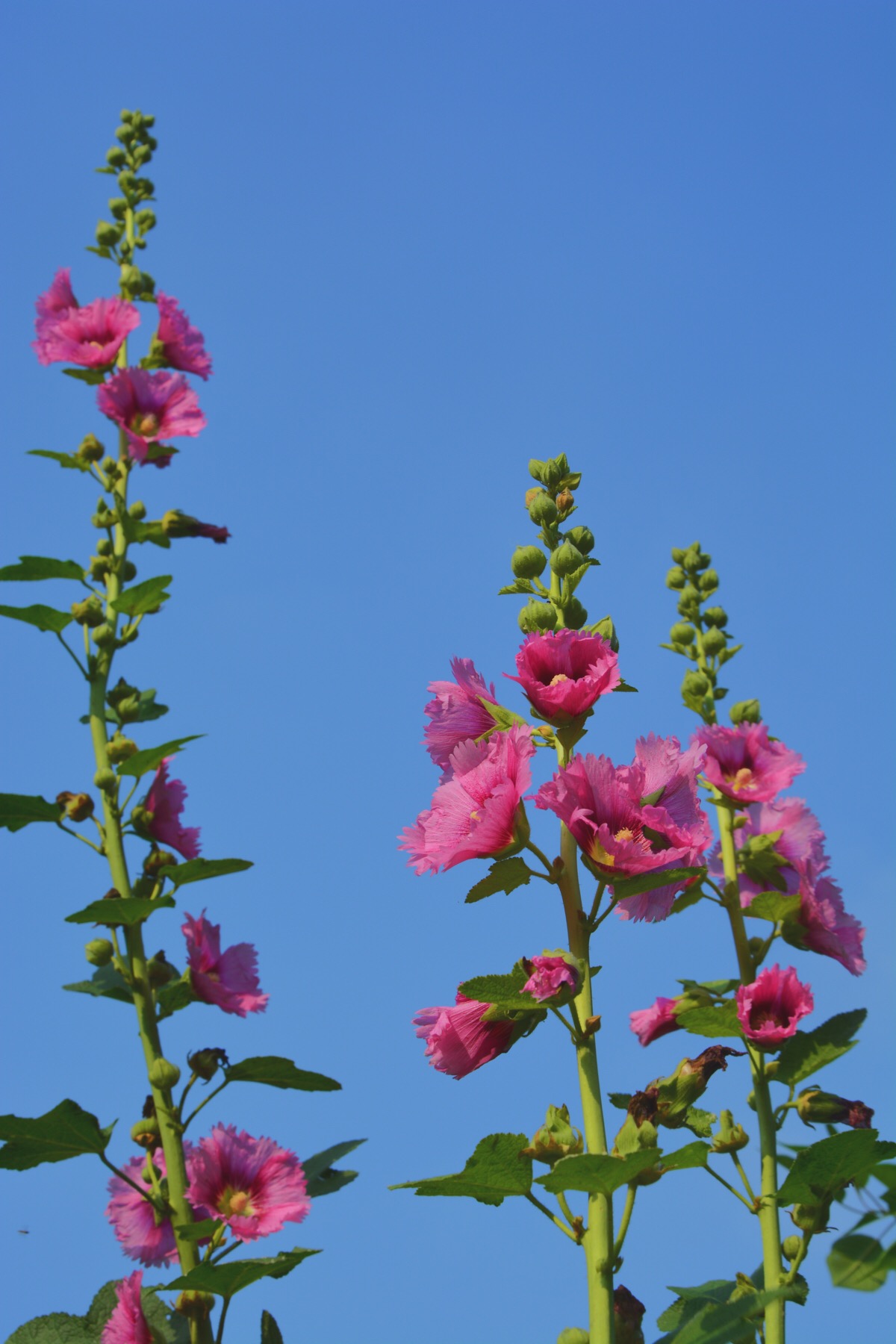 蜀葵,又叫一丈红,熟季花,戎葵,吴葵,卫足葵,胡葵,斗蓬花,秫秸花,是