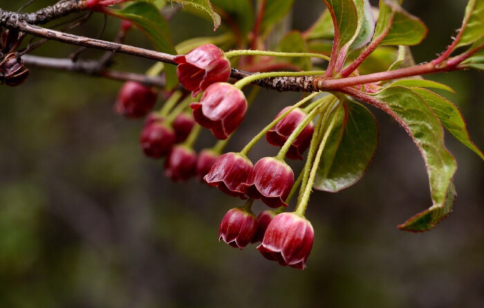 enkianthus deflexus 毛叶吊钟花,杜鹃花科吊钟花属.