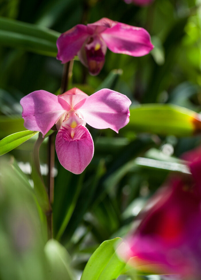 phragmipedium "eumelia arias",长翼兰属.