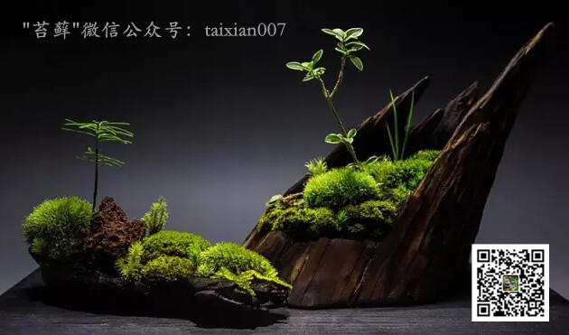 朽木苔藓盆栽
