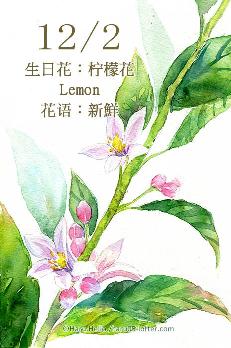 haru.hello. 12.2 生日花:柠檬花