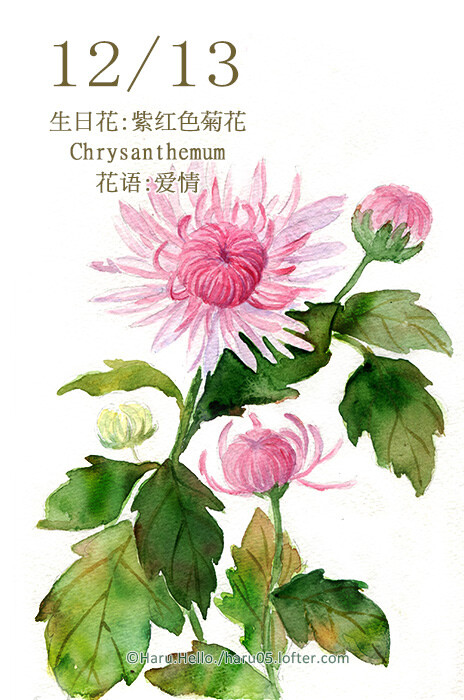 haru.hello. 12.13 生日花:紫红色菊花