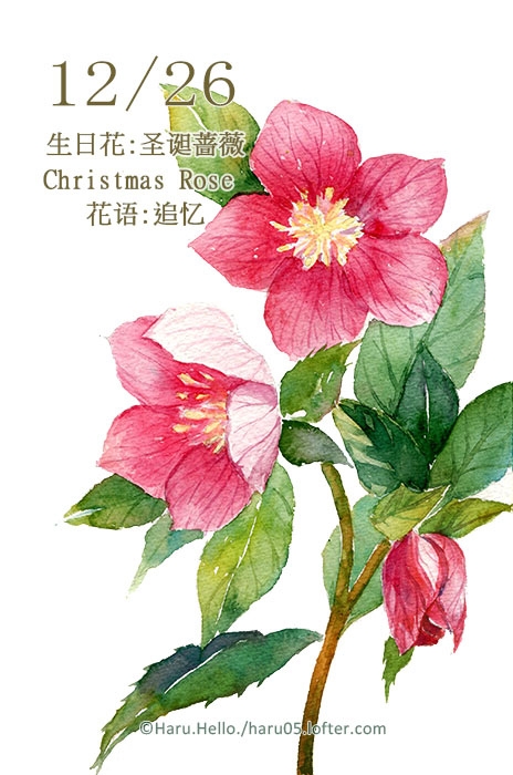 haru.hello. 12.26 生日花:圣诞蔷薇