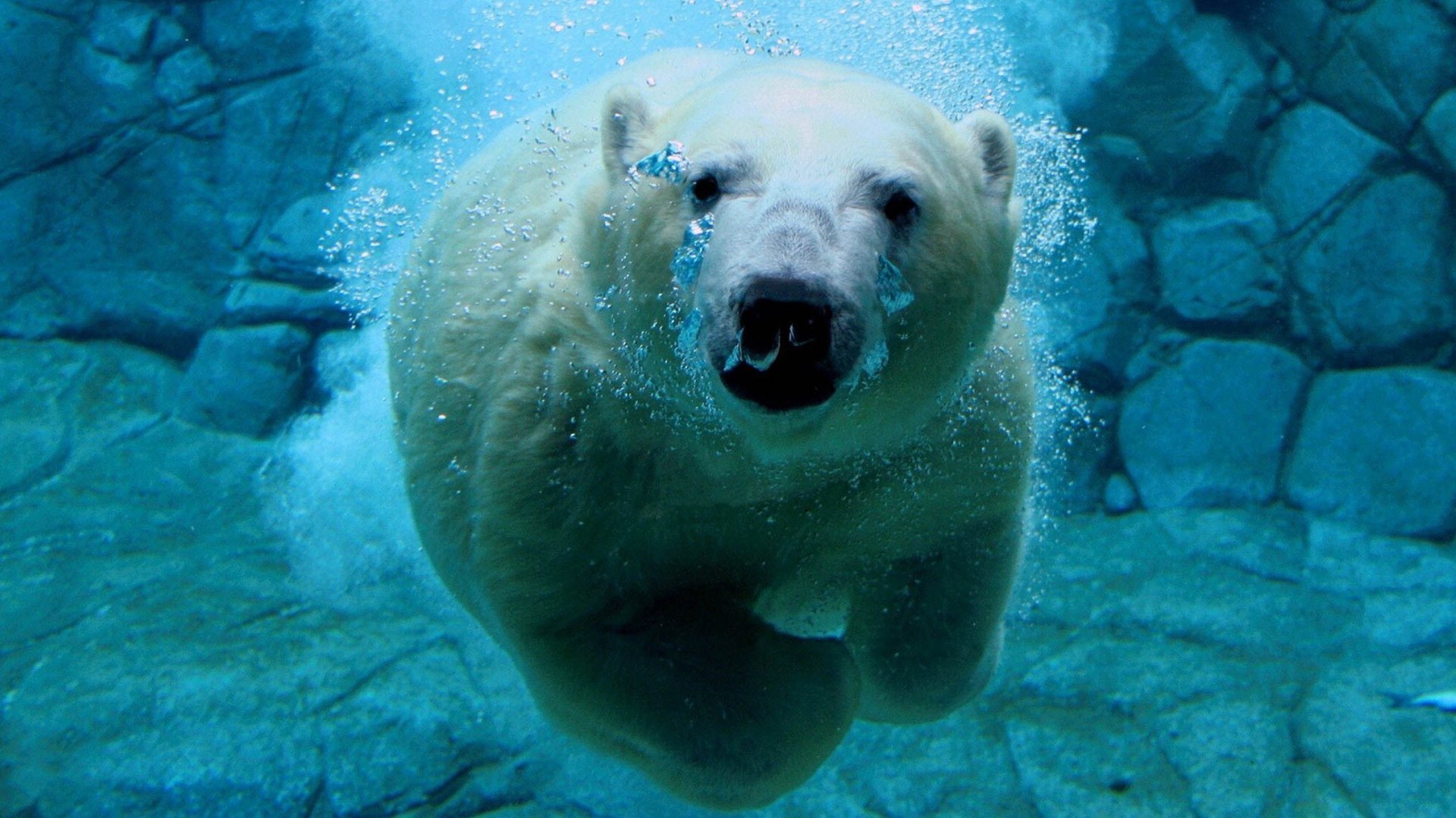 水下的大白熊