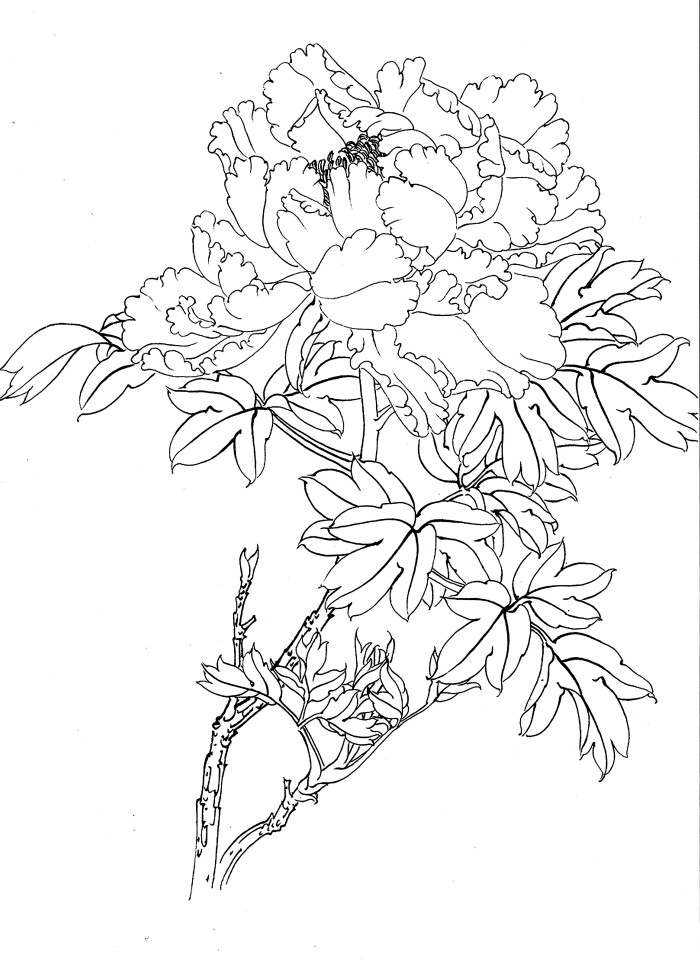 传统中式工笔斗方电子画稿线描植物花卉牡丹白