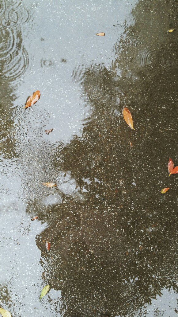 我情愿化成一片落叶,被风吹雨打到处飘零.