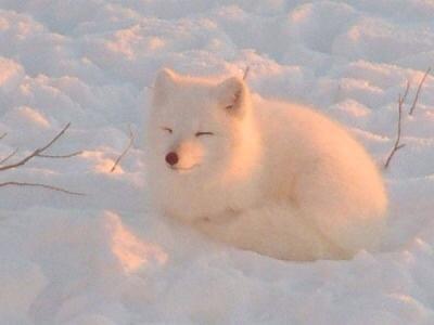 动漫资源社#北极狐,笑眼生媚,萌到雪都融化.