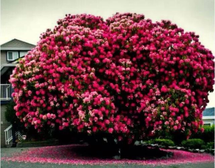 这棵杜鹃花树历经126年的沧桑岁月,依旧开得绚烂无比.