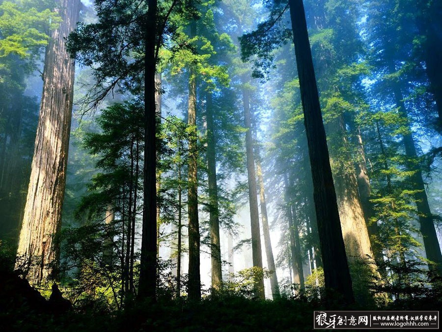 背景素材 原始森林风景图片 大树林背景 幽静舒适闲适 自然景观 漂亮