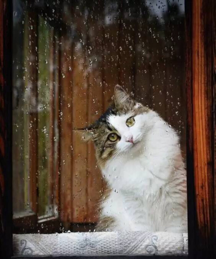 大雨下了一整天,喵主子站在窗前看了一整天,朕的江山都淋湿了!