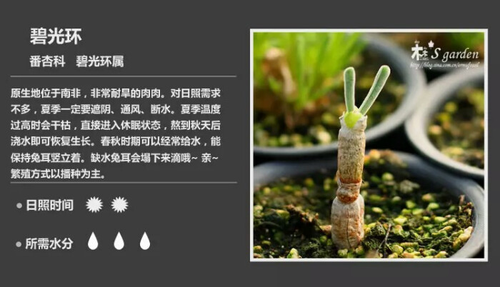 多肉植物介绍# 图片来自网络 侵权立删