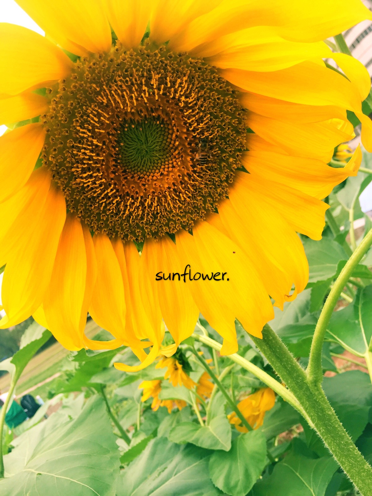 sunflower.