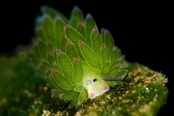 介个看上去很像小羊的可爱生物叫藻类海蛞蝓(costasiella kuroshimae)