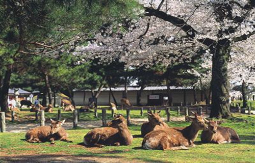 日本奈良神鹿公园