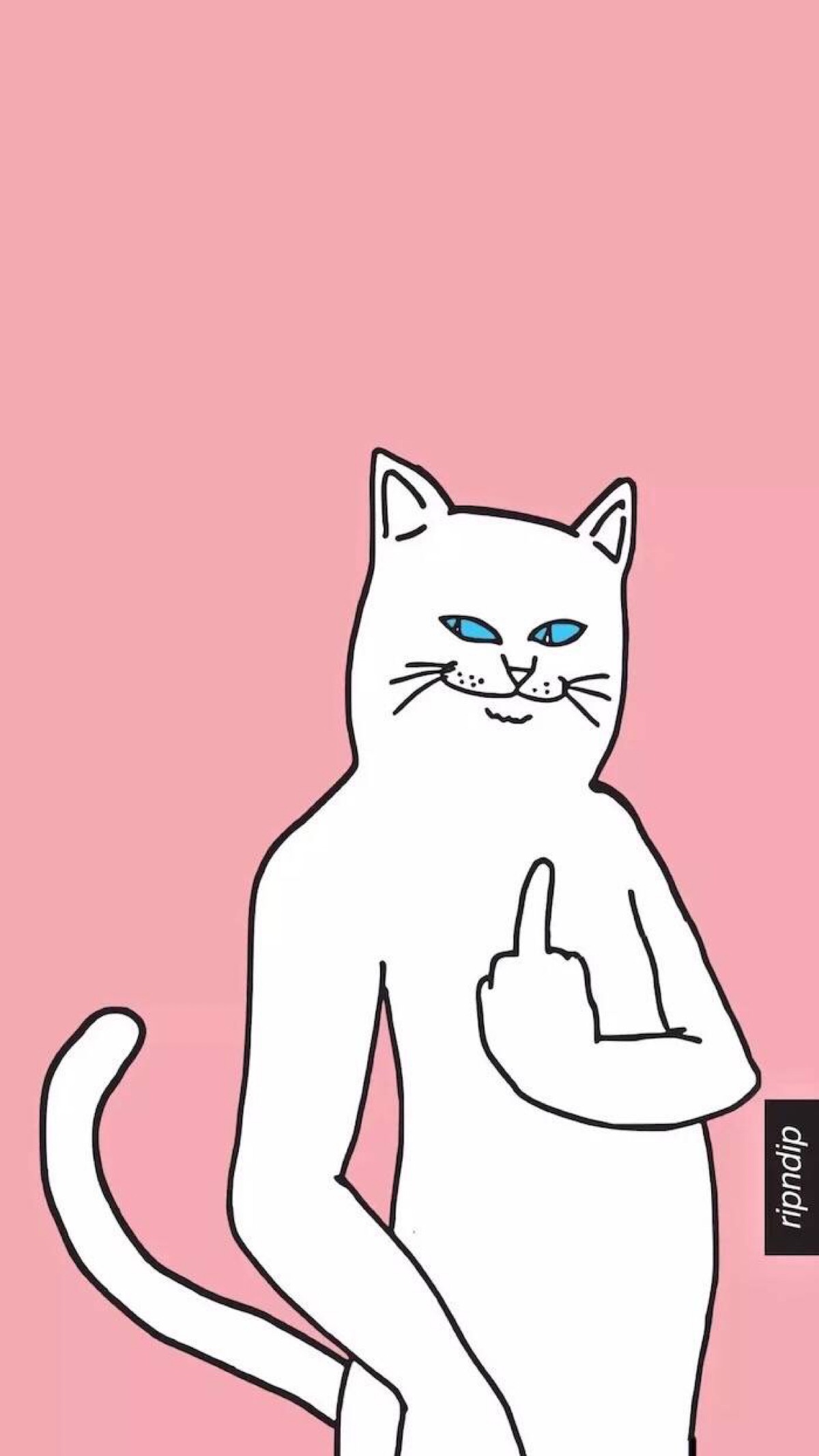 中指猫 