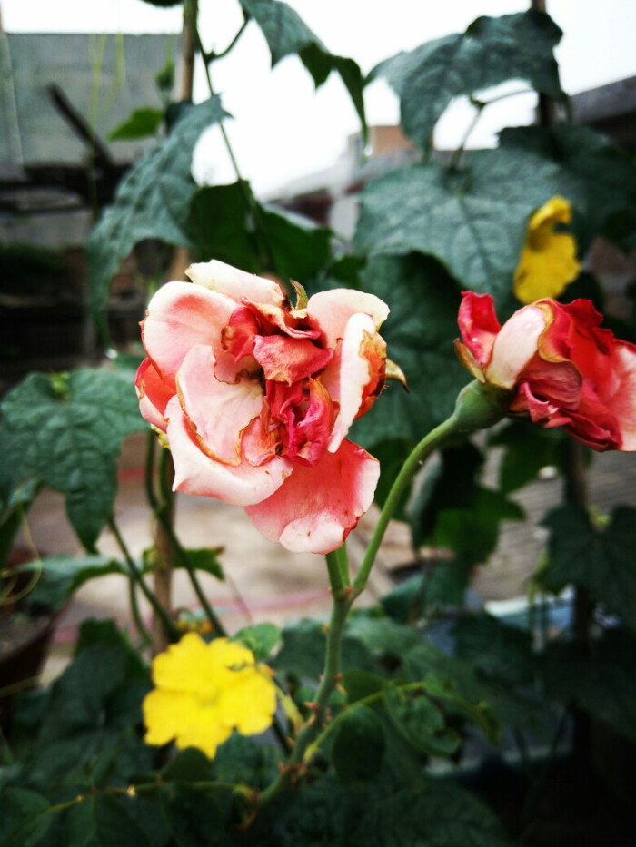 雨停 花败「月季花」