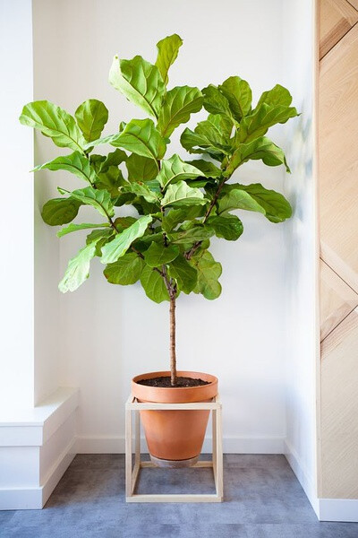 庭院 楼顶 卫生间 厨房 花卉 绿植 盆栽 多肉植物 大型绿植 组合 盆栽