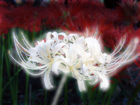 彼岸花的白色花开在彼岸即天国,名为曼陀罗华,红色花开在忘川三生石边