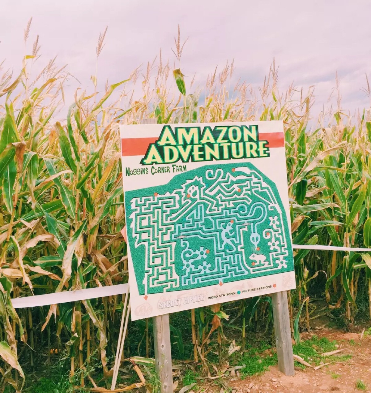 corn maze