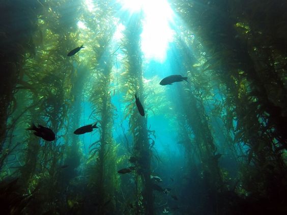 【kelp forest】