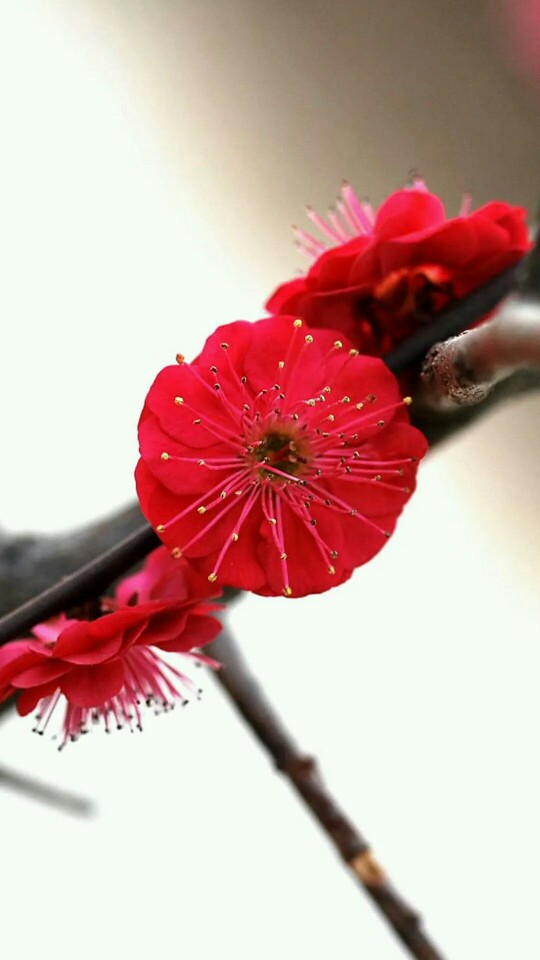 繁花似锦 唯美花朵