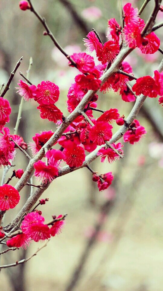 繁花似锦 唯美花朵高清手机壁纸 头像