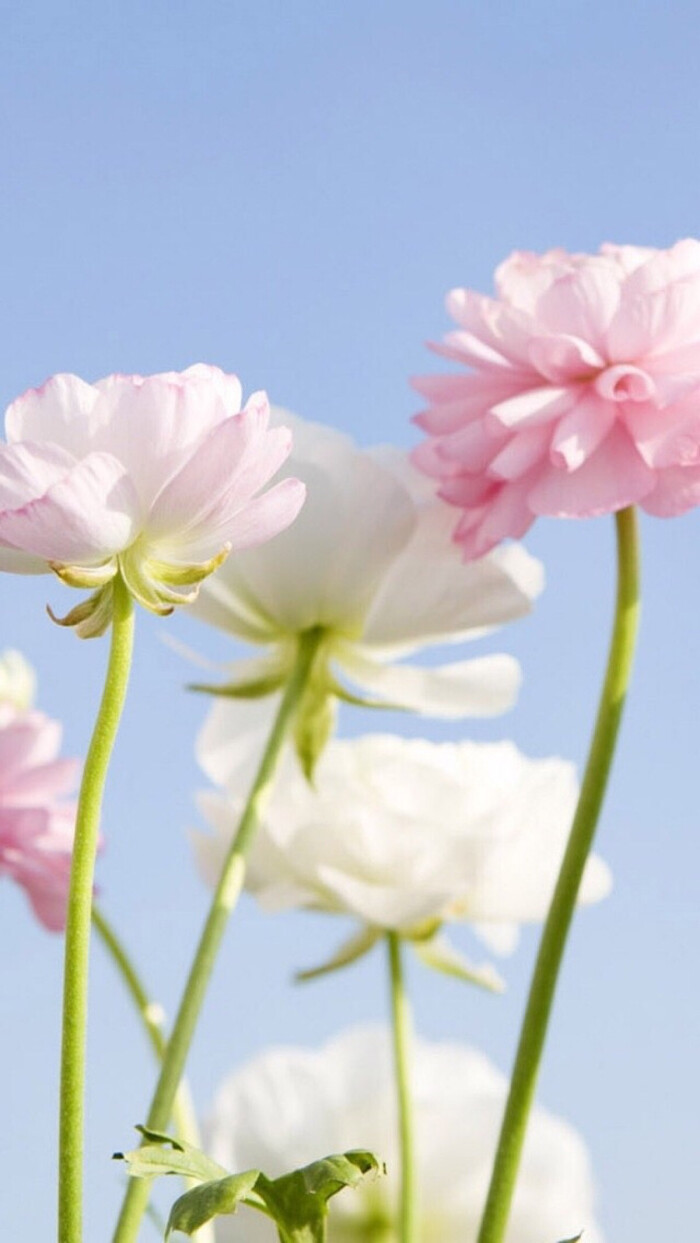 风景 街景 旅行 美景 鲜花 清新 摄影 田园…-堆