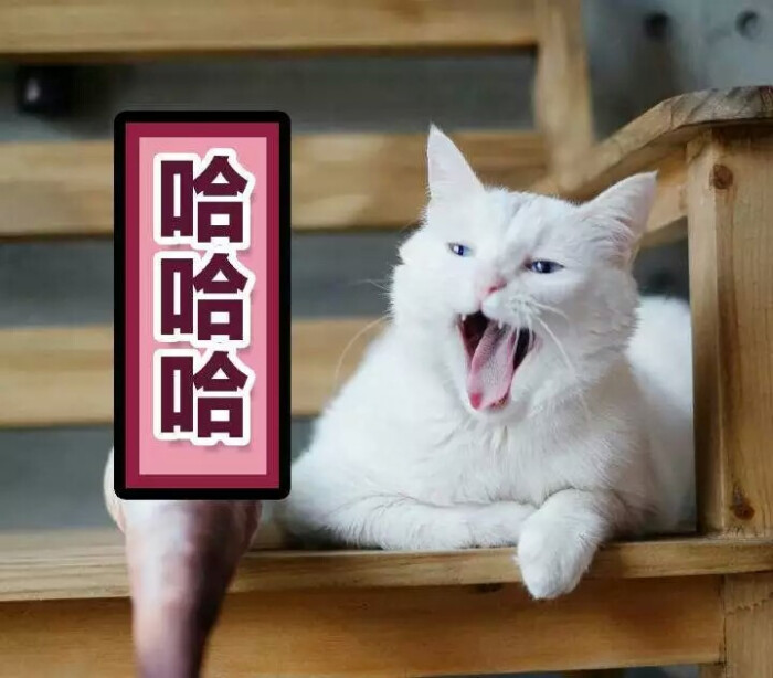 喵喵喵?冷漠.猫咪可爱极了.斗图专用表情包.