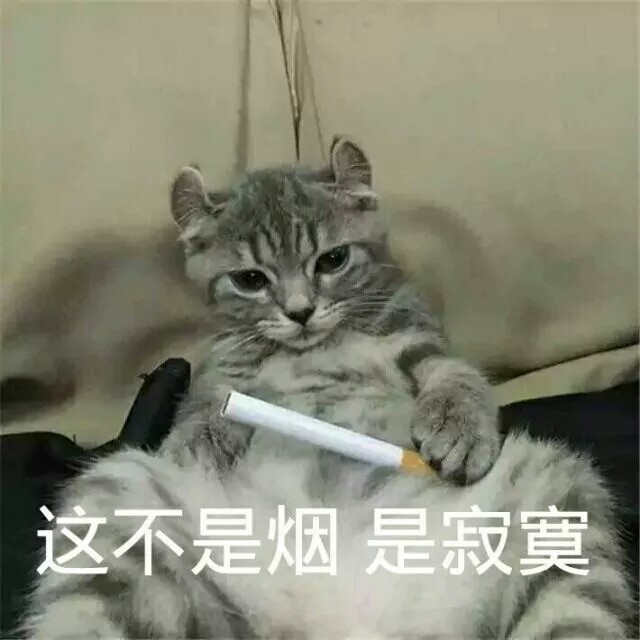 冷漠.猫咪可爱极了.斗图专用表情包.