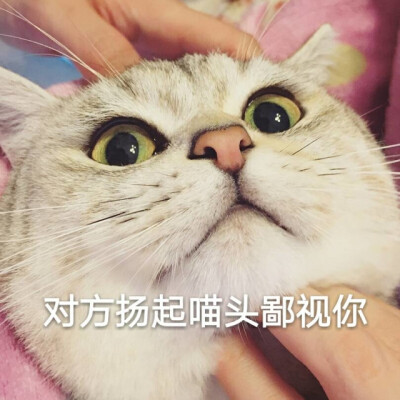 冷漠.猫咪可爱极了.斗图专用表情包.