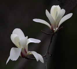 别名白玉兰,望春花,玉兰花,木兰科.是我国特有的名贵园林花木之一.