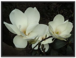 玉兰花(学名:magnolia denudata),木兰科木兰属观赏树木.