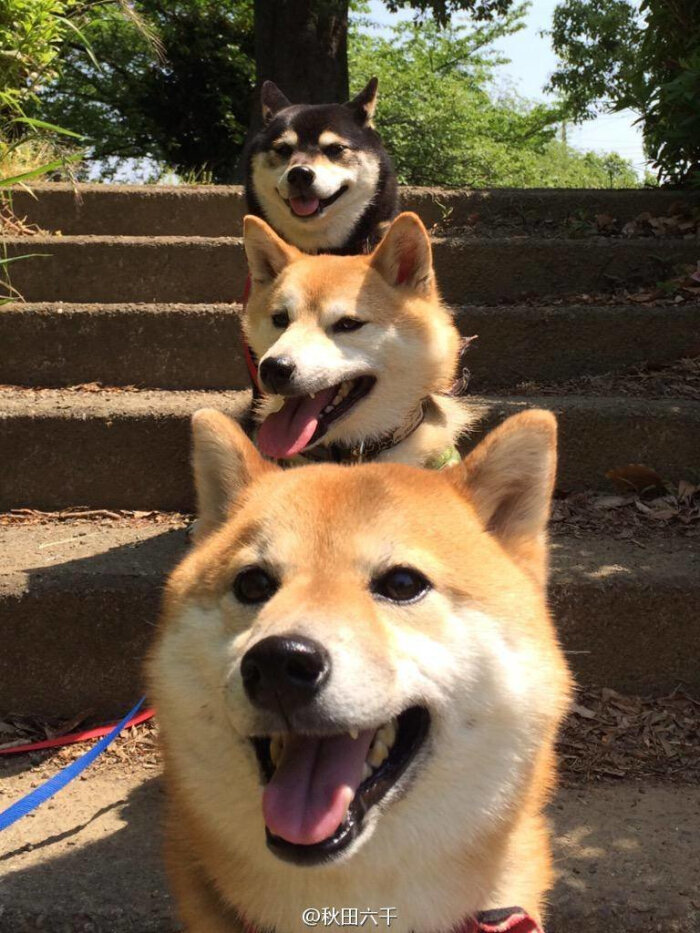 呆萌狗狗