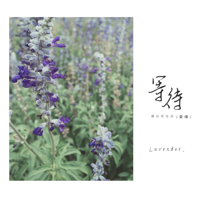 lavender薰衣草花语等待爱情