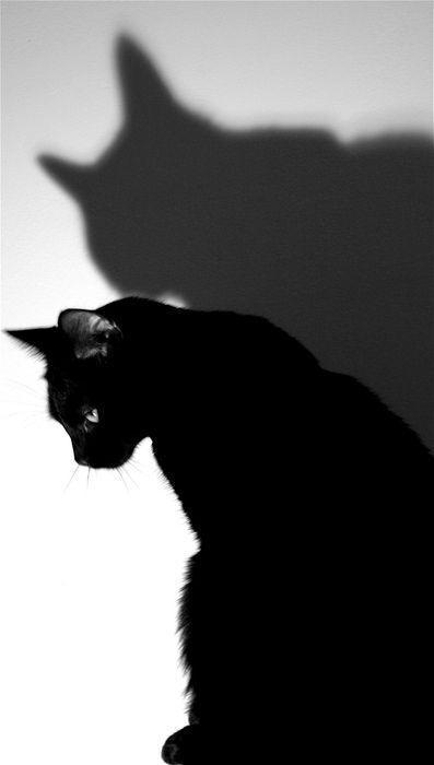 my little black kitty 小黑猫 侧影 别靠近我 from pinterest