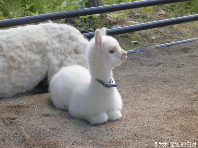 日本动物园里有一对亲子羊驼,感觉羊驼宝宝好萌萌喔ヽ(▽)ノ