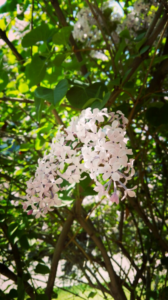 学校里的丁香花～整个夏天都是香喷喷的