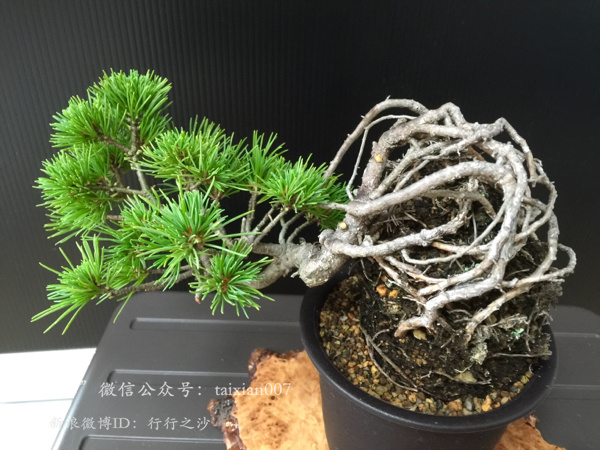 日本五针松(学名:pinus parviflora)是松科松属的植物,为松科常绿乔木