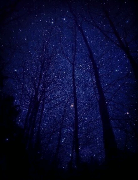 夜晚的树林黑暗而沉寂,亦如魔域之森一般,散发着令人惊诧的恐怖气息
