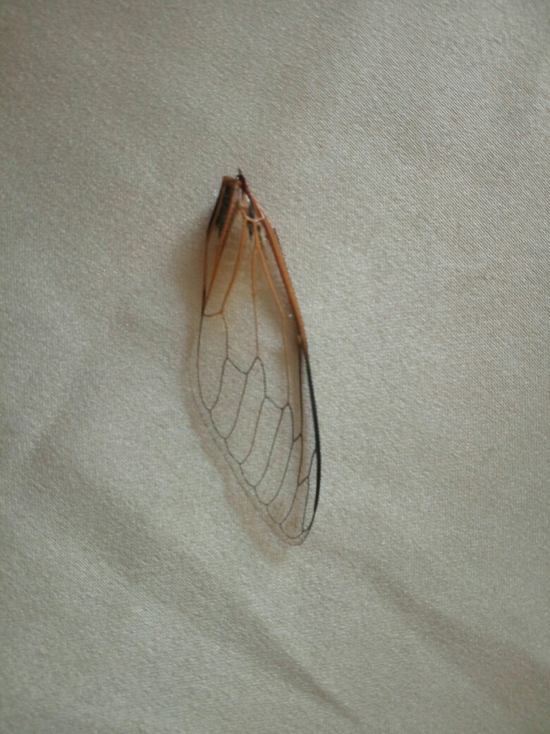 阳台遇到一片折掉风干的翅膀,不知道是那只昆虫留下的,它"走了"却把这