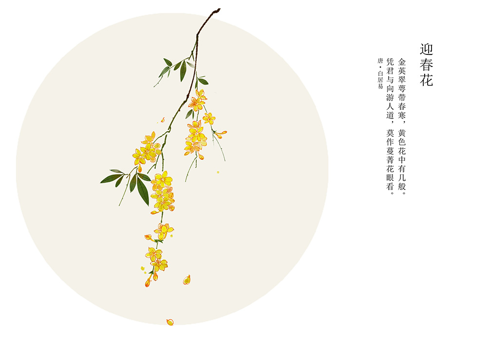 迎春花 