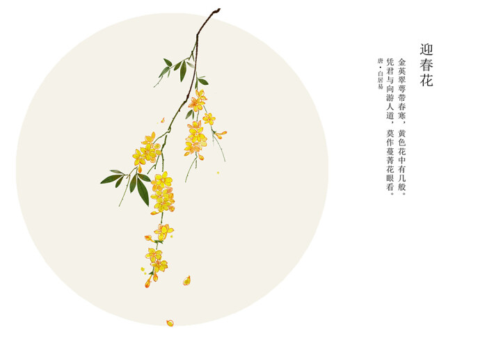 迎春花 