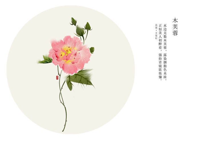 木芙蓉 