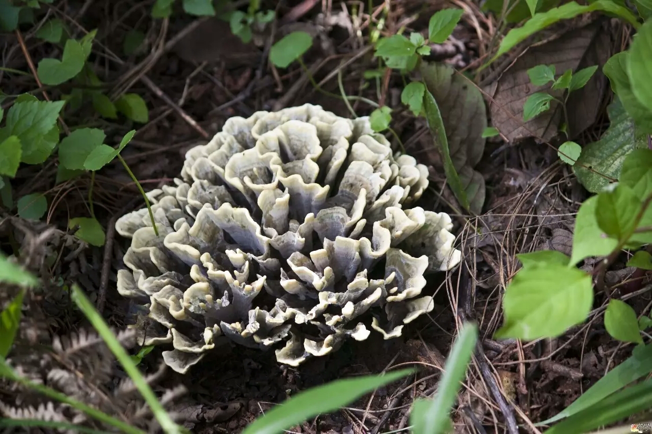 云南野生食用菌