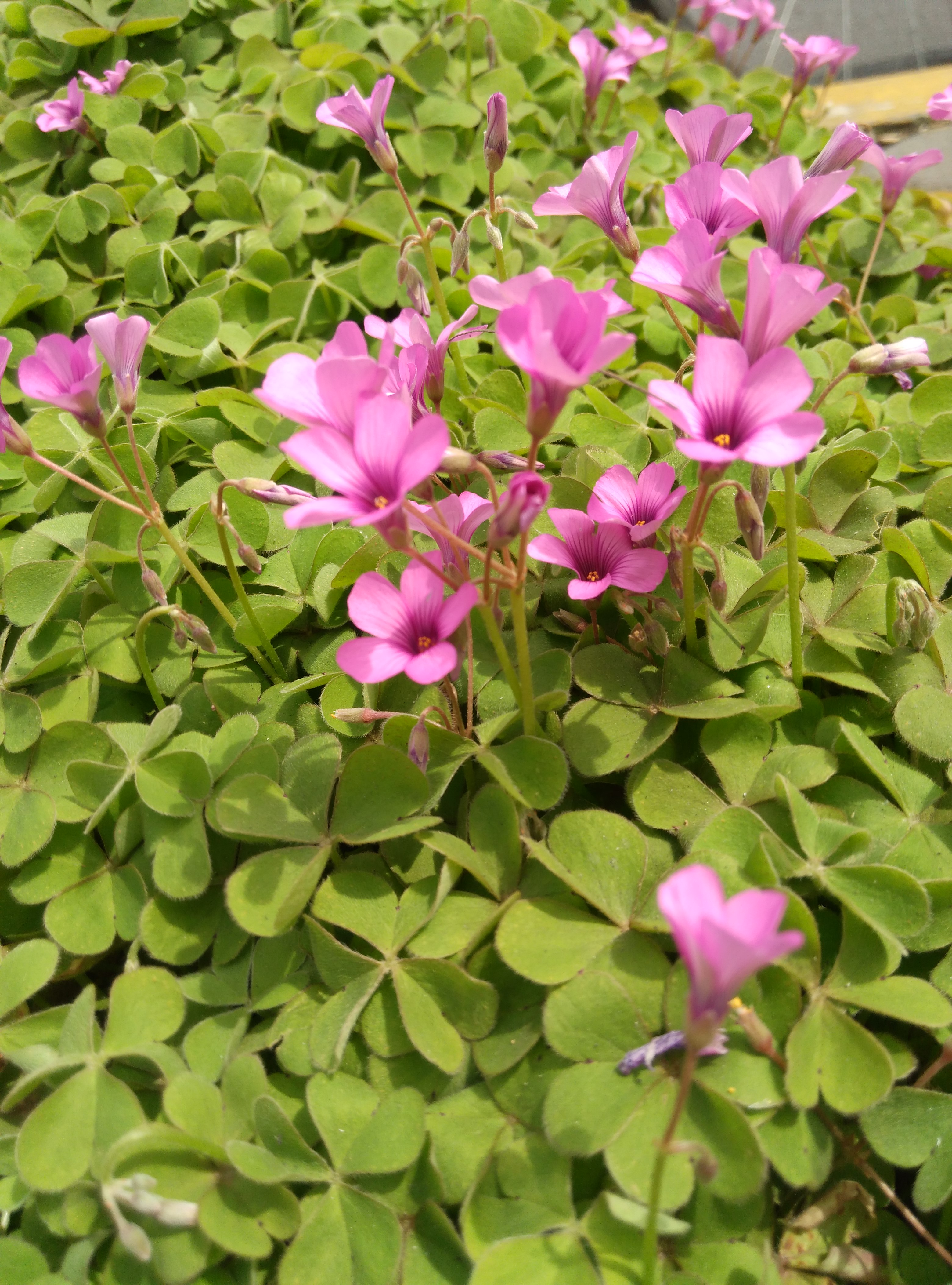 红花酢浆草——光华大道