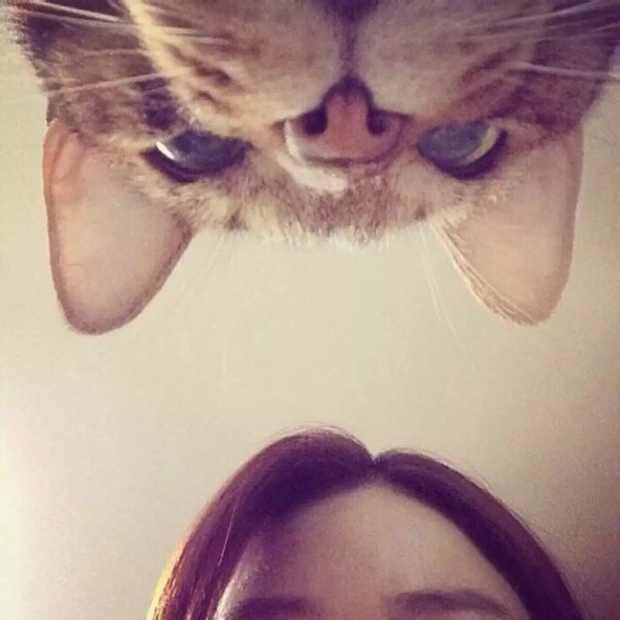 与心爱的猫猫 猫咪 合照的头像你有多少!