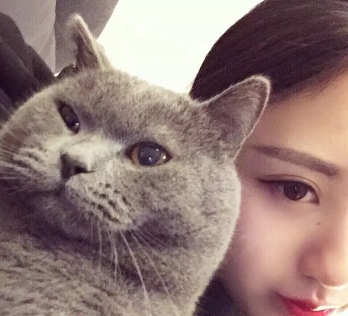 与心爱的猫猫 猫咪 合照的头像你有多少!