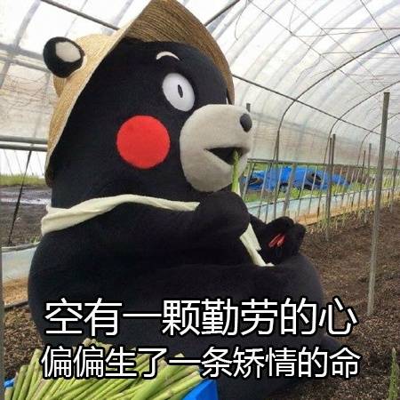【熊本熊系列】空有一颗勤劳的心 偏偏生了一条矫情的命