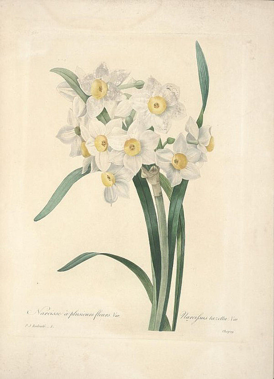 雷杜德--水仙花Narcissus tazettaL. var. c…-堆糖